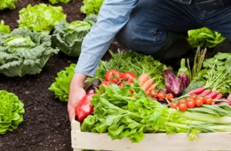 Is Organic Food Really Better for You?